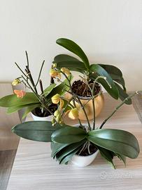 Tre orchidee phalaenopsis