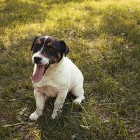 Jackrussell da tartufo