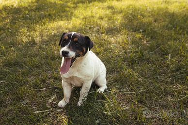 Jackrussell da tartufo