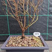 Bonsai di Spirea Bianca(Spiraea) 125