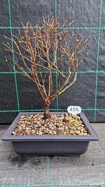 Bonsai di Spirea Bianca(Spiraea) 125
