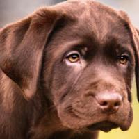 Cuccioli di Labrador