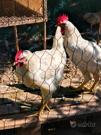 Gallo livornese