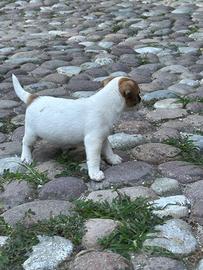Maschietti Jack Russell