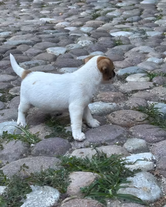 Maschietti Jack Russell