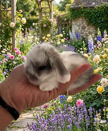 Coniglio nano ariete mini lop