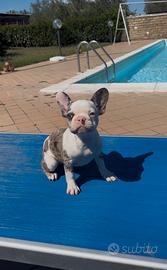 Bouledogue francese merlè