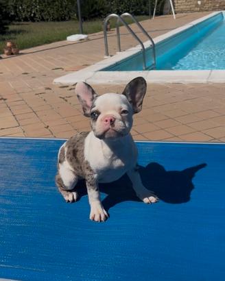 Bouledogue francese merlè