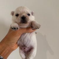Chihuahua pelo lungo