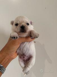 Chihuahua pelo lungo