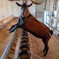 Becco camosciato delle alpi