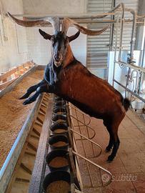 Becco camosciato delle alpi