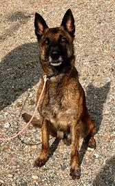 DUMBO splendido Malinois