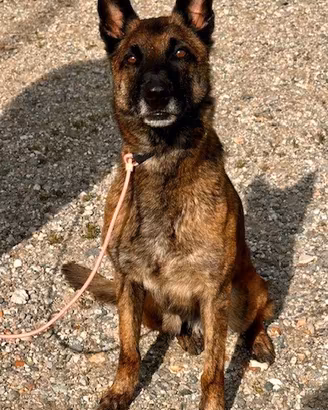 DUMBO splendido Malinois