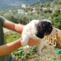 Cucciolo Jack Russel e caucaso