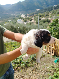 Cucciolo Jack Russel e caucaso
