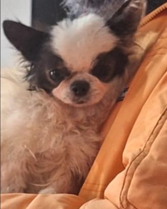 Chihuahua maschietto pelo lungo Pedigree enci