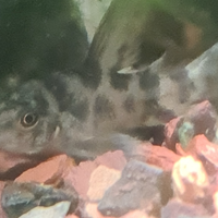 Corydoras paleatus