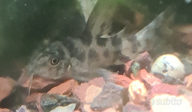 Corydoras paleatus