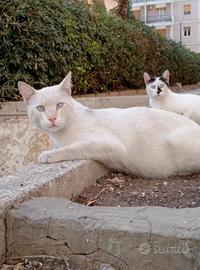 Gatti un anno due maschi e una femmina