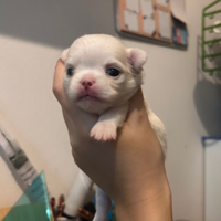 Chihuahua pedigree Enci