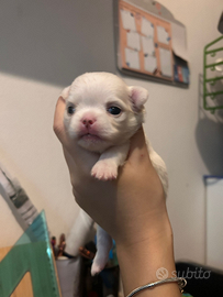 Chihuahua pedigree Enci