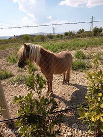 Pony maschio 3 anni bravo