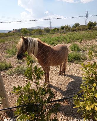 Pony maschio 3 anni bravo