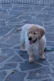 Golden retriever