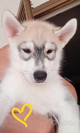 Incantevoli cuccioli di Siberian Husky