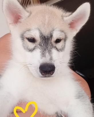 Incantevoli cuccioli di Siberian Husky