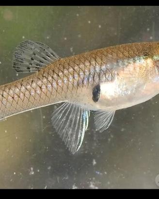 Pesce mangia zanzare Gambusia Affinis