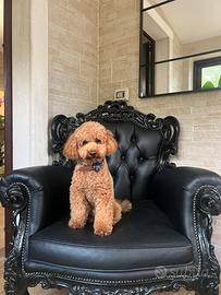 Monta barboncino toy red