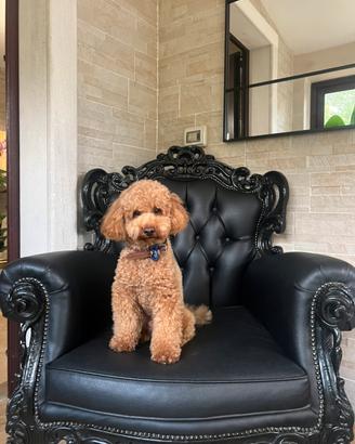 Monta barboncino toy red