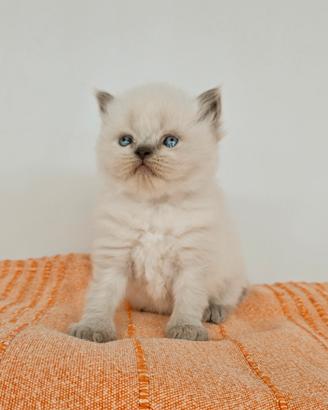 Cucciolo di Persiano GIGANTE