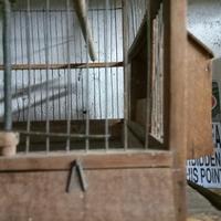 Gabbia legno Vintage 