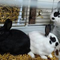 Conigli Nani Domestici Testa di Leone