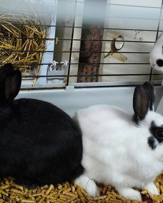 Conigli Nani Domestici Testa di Leone