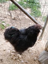 Gallo Moroseta nera