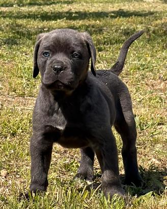 Cucciole femmine grigie cane corso