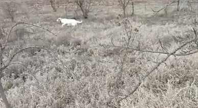 Setter femmina prontocaccia