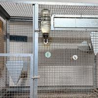 Volieretta 100x50x100