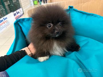 Spitz pomerania