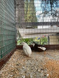 Coppie quaglie cinesi