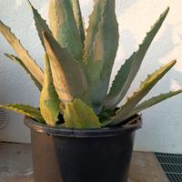 Agave americana 