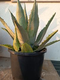 Agave americana 