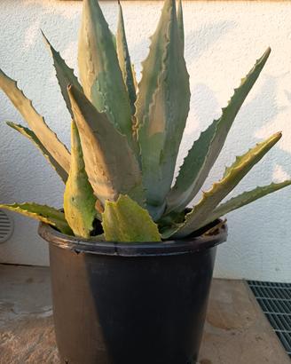 Agave americana  di grandi dimensioni 