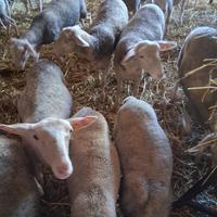 Agnelle Lacaune da Latte