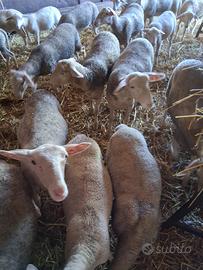 Agnelle Lacaune da Latte