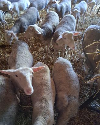 Intero gregge di pecore Lacaune da Latte